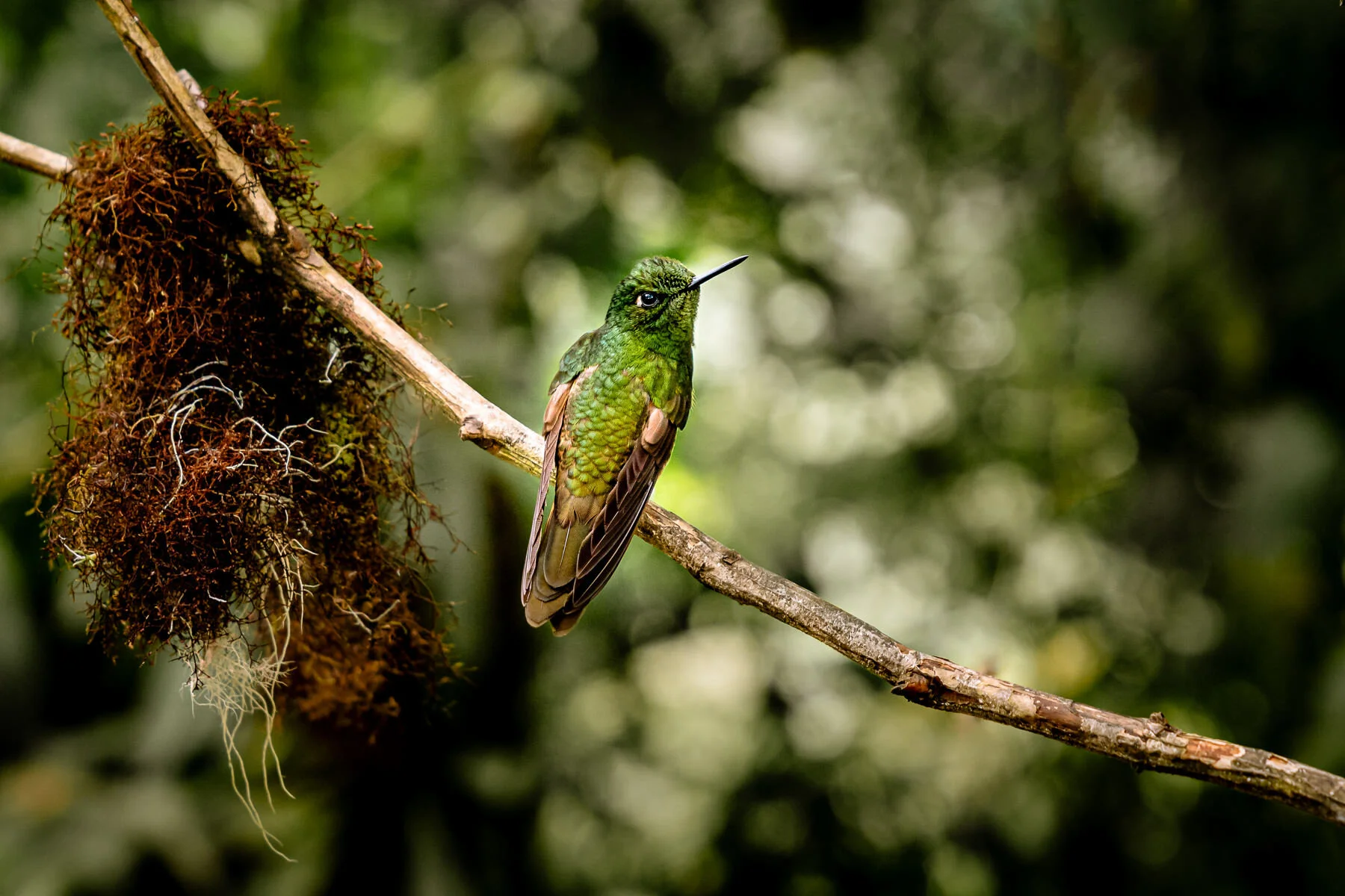 Our Month in Ecuador- More Hummingbirds Than You Can Imagine